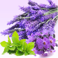 Lavender Mint