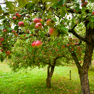 Apple Orchard