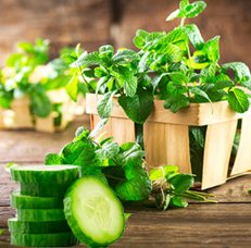 Garden Mint & Cucumber